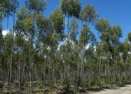 Image result for Eucalyptus citriodora