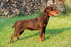 Image result for jagdteriér