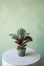Image result for calathea