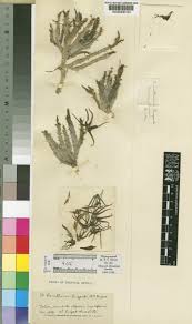 Image result for Orbea lugardii
