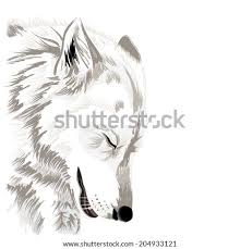 How to draw a wolf. Shutterstock Puzzlepix