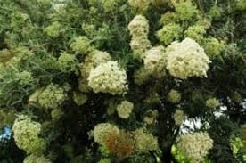 Image result for Buddleja saligna