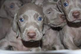 Beautiful Silver Weimaraner Puppies For Sale Stoke On Trent Staffordshire Weimaraner Puppies Weimaraner Puppies For Sale Puppies