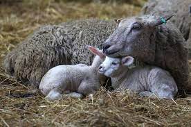 Baby Animals And Their Moms Matt Cardy Getty Images Cute Baby Animals Baby Animals Baby Animals Funny