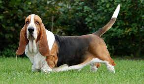 description srednie porody sobak basset haund srednie sobaki