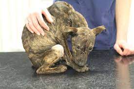 Underweight puppy found in soaking wet box was 'thrown from vehicle' onto  side of road - North Wales Live