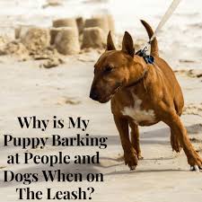 Maybe you would like to learn more about one of these? Why Is My Puppy Barking At Dogs And People On Walks Pethelpful