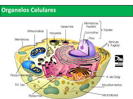 oraganelos celulares - caracteristica y funcion : organelos celulares  funciones y caracteristicas