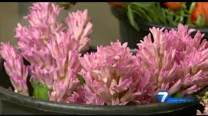 Furst florist events, dayton, ohio. Miami Valley Florists Find Ways Around Flower Shortages For Mother S Day Whio Tv 7 And Whio Radio