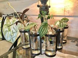 Watermelon peperomia cutting propagation method 1. Watermelon Peperomia 1 Vital Care Tip And How To Propagate