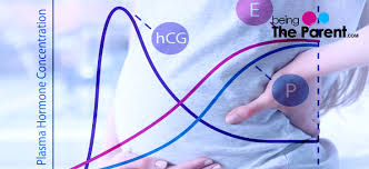 Hcg Levels Chart During Pregnancy Week By Week Being The