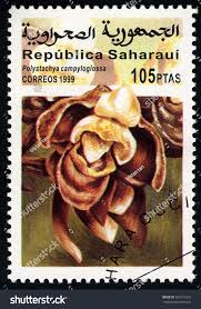 Image result for Polystachya campyloglossa