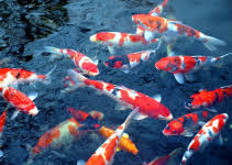 Tujuh kolam koi terindahkolam koi ini sangat sejuk dipandang karena di padukan dengan aneka tanaman yang cantik dan indah serta di tata rapi dengan taman yan. Gambar Ikan Koi Termahal Di Dunia Yang Pernah Ada Ikankoi Org