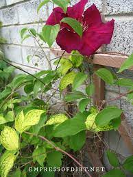 We did not find results for: Clematis 101 Easy Care Guide Empress Of Dirt