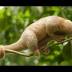 Silky anteater