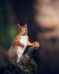 I Spent Two Years Photographing Squirrels In The Finnish Wilderness And Their Expressions Are Adorable 38 Pics Squirrel Squirrel Funny My Spirit Animal