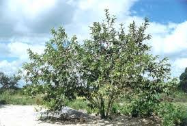 Image result for Polygala arenaria