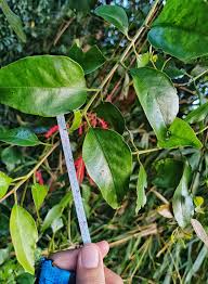 Image result for Helixanthera