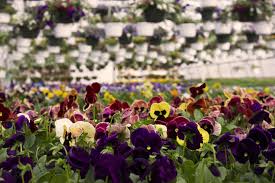 Ferienwohnungen berlin pauschalreisen berlin flüge berlin restaurants berlin sehenswürdigkeiten berlin shopping in berlin. Gartencenter Berlin Klassiker Und Geheimtipps Im Uberblick Botanicly