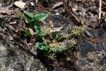 Image result for Ledebouria Unidentified sp. no6.
