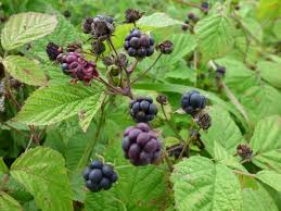 Image result for Rubus kirungensis