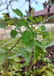 Image result for Oxalis barrelieri