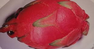 Pitahaya Drachenfrucht Selber Aus Saen Wohnzimmerpflanze Leckere Frucht Buffetfrucht Pflanzen Wohnzimmerpflanzen Drachenfrucht