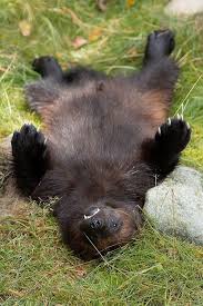 Wolverine Gulo Gulo Sweden Photo By Alisha P At Https Www Flickr Com Photos Ravenith 16362272447 Wolverine Animal Animals Beautiful Funny Animals