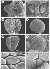 Image result for Virectaria major