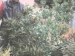 Image result for Myricaceae