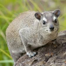 Keep reading and find out just how fascinating africa's wildlife. 8 Days In Kruger 34 Mammals Travel For Widlife