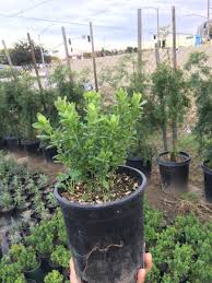 Image result for Polygala filicaulis