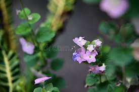 Image result for Karomia