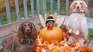 Two types of spaniel cocker are bred for domestication. 6 Tipps Um Ihren Hund Zu Einem Erntedankfest Zu Bringen Haustiere Welt
