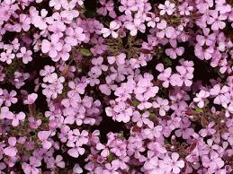 Soapwort synonyms, soapwort pronunciation, soapwort translation, english dictionary definition of soapwort. Once Soapwort Is Established It Grows For Years Cape Gazette