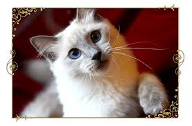 Because of differing tastes among cat fanciers, the siamese cat has been bred to emphasize certain more popular cosmetic traits, relegating the original. Traditional Siamese Cat Breeder Kittens For Sale Applehead Old Style Siamese Balinese Kittens For Sale In Ill Siamese Cat Breeders Balinese Cat Kitten For Sale