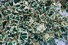 Image result for Euonymus