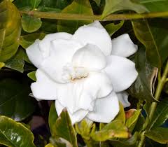 Image result for Gardenia cornuta