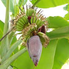 Banana Blossom