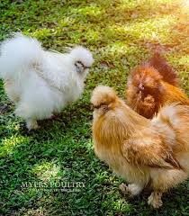 Assorted Silkie Silkie chickens are one of the more interesting chicken breeds to look at.