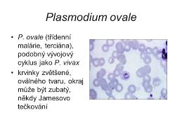 Většina obětí žije v tropických oblastech a subsaharské africe. Krevni Paraziti Petra Kubackova Okm Ppt Stahnout