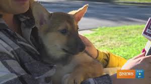 Rescue Tales: Emilia | kiiitv.com