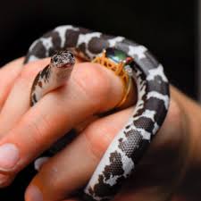 Check spelling or type a new query. 8 Small Easy To Care For Pet Snakes For Beginners Pethelpful