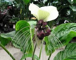 Image result for Crossandra nilotica