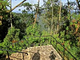 Image result for Parinari excelsa