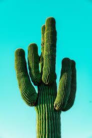 ✓ hd quality ✓ no explore this collection of beautiful cactus pictures and images and download any of them for free! Cactus Wallpapers Free Hd Download 500 Hq Unsplash