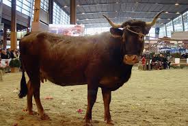 C'est la femelle du taureau. Album Photo Les Vaches De France J Aime Mon Patrimoine