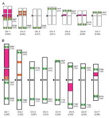 Image result for Trifolium semipilosum