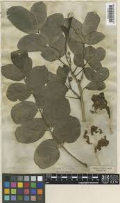 Image result for Dolichandrone alba