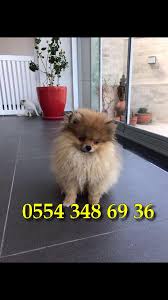Ankara Da Satilik Pomeranian Boo Satilik Kopek Ilanlari